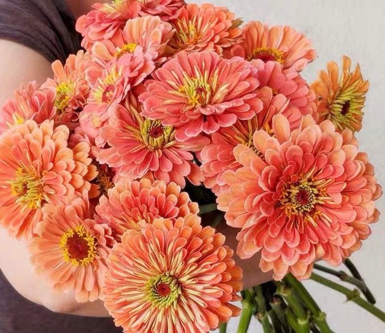 Order 50 seeds lovely Giant Salmon Rose Zinnias Seeds
