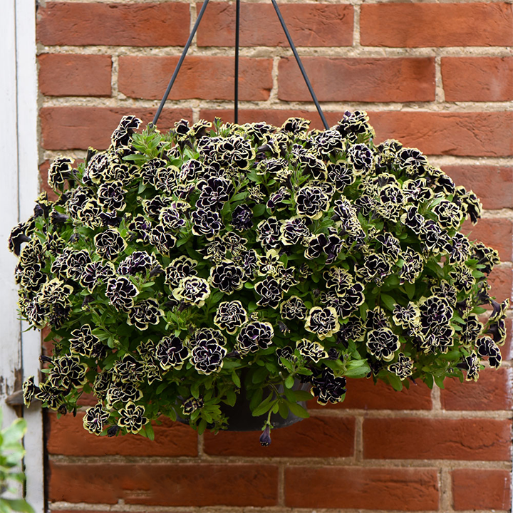 Petunia, Midnight Gold
