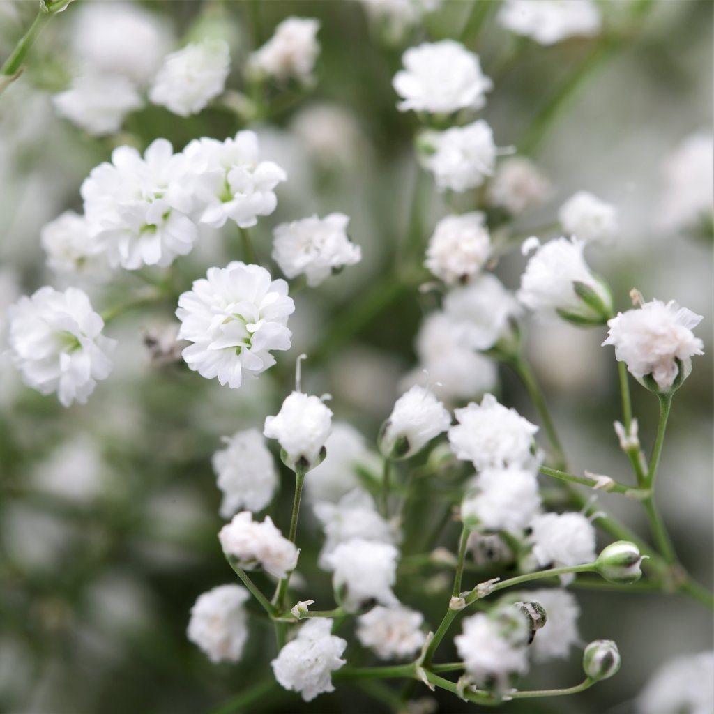 100pcs Gypsophila seeds Baby's Breath Gypsophila
