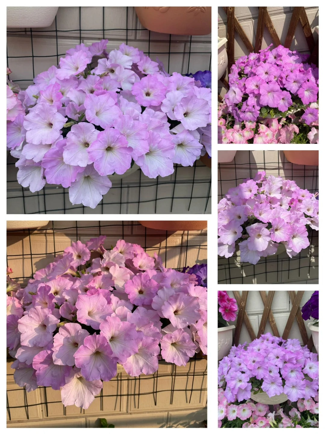 🌸The Latest Petunia Varieties In 2024