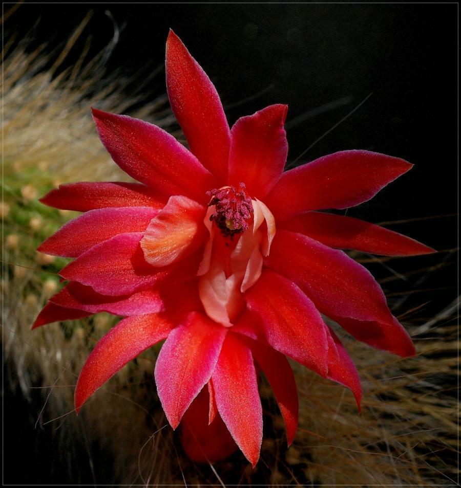 50Pcs Hildewintera Colademononis * Stunning Monkey Tail Cactus