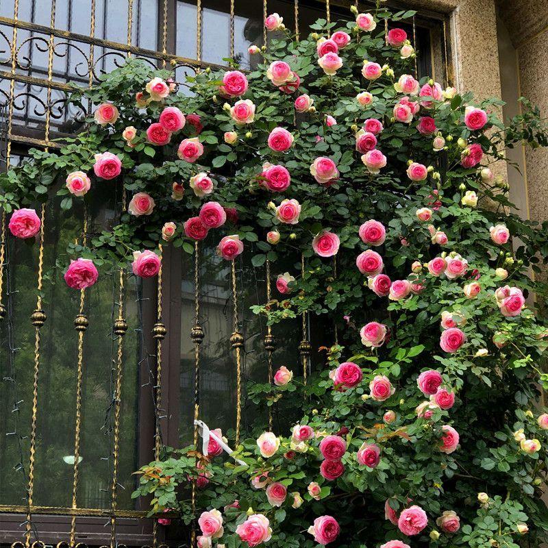 50pcs/Bag Climbing Rose Seeds
