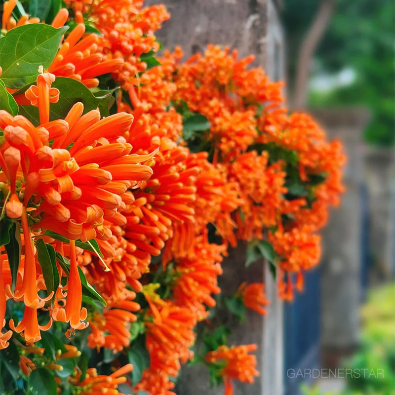 🏵️Pyrostegia Venusta Climing Flower Seeds