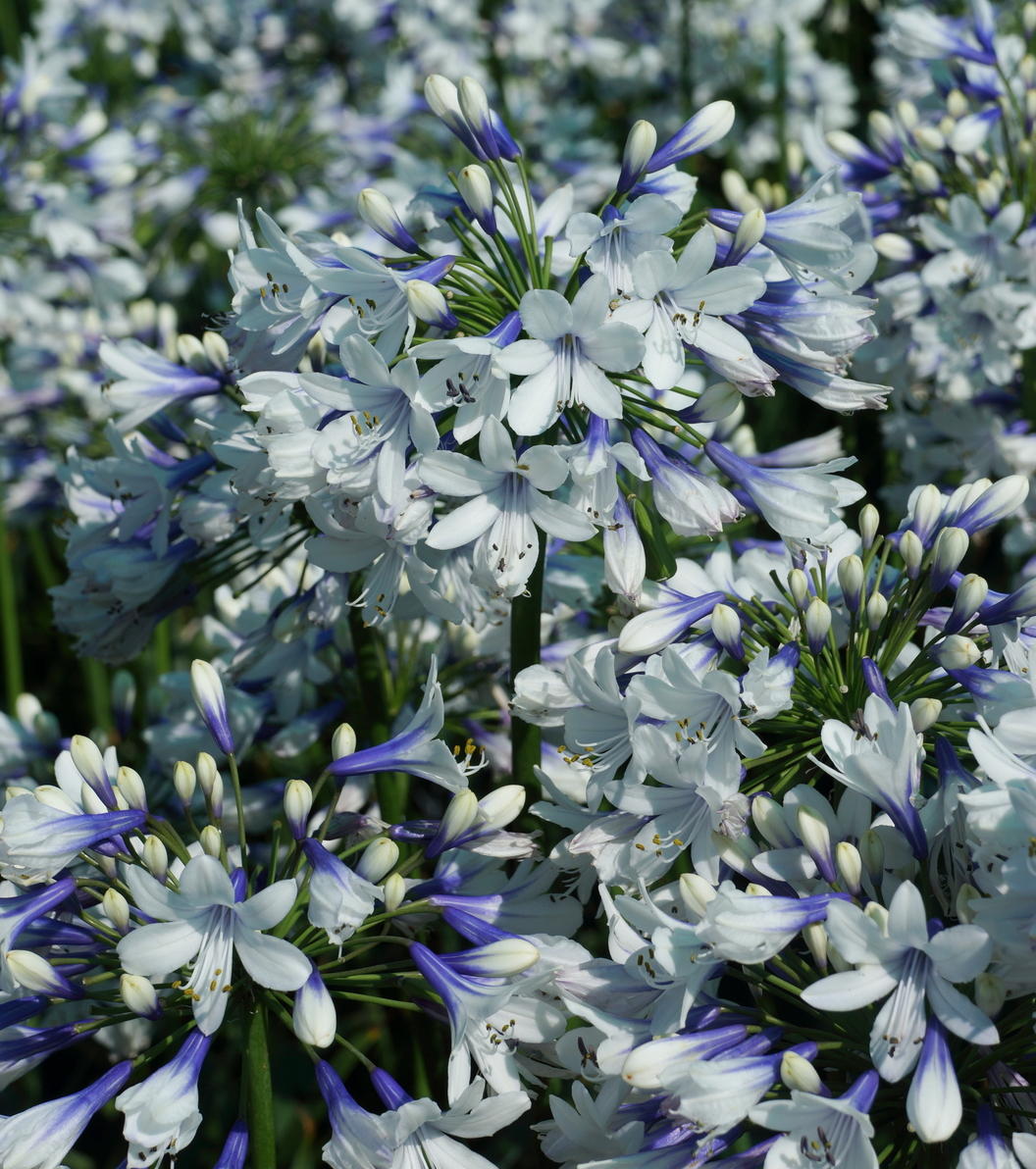 🎁New Year Sale🎁Agapanthus 'Twister'