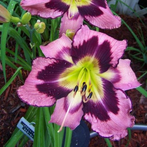Daylily Hybrid Flowers Seeds, Hemerocallis Hybrid, 20pcs/pack