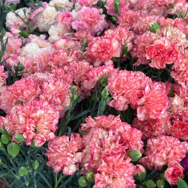 🌹Double Carnation Seeds—Mother's Day Flowers