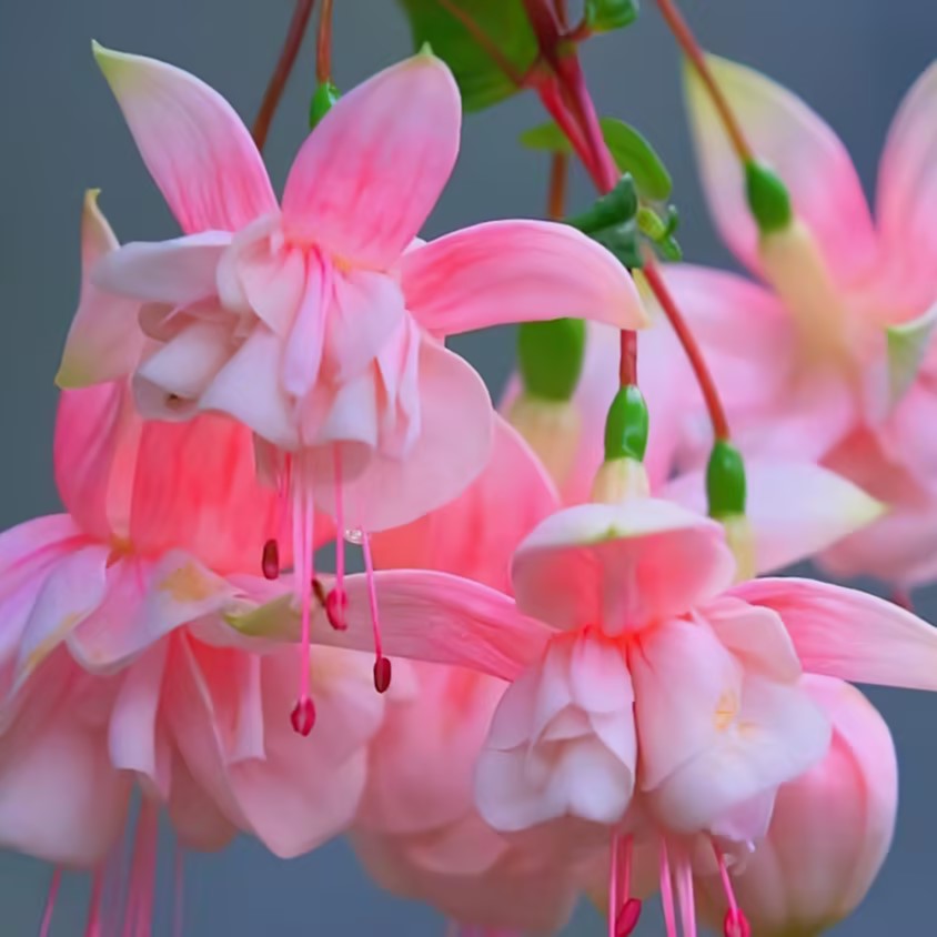 🌺Lantern Flower