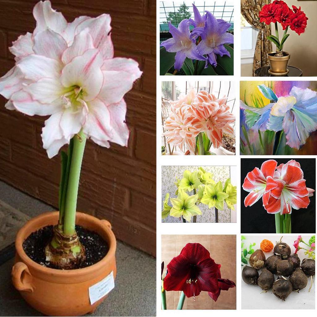 50pcs Hippeastrum Rutilum Seeds Bonsai Home Garden Balcony Plants