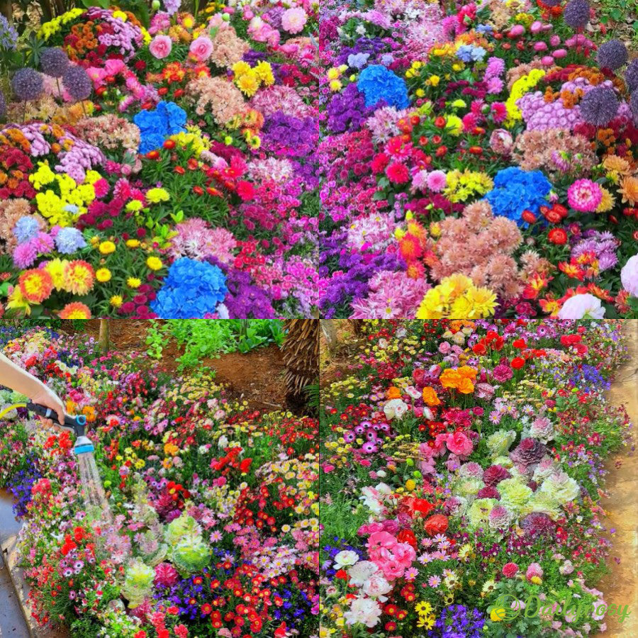 Mixed Perennial Flowers Seeds-Over 80 kinds mixed