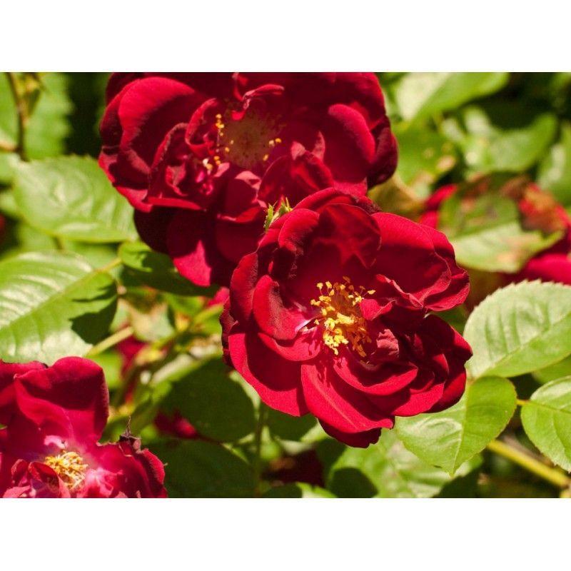 50pcs/Bag Climbing Rose Seeds