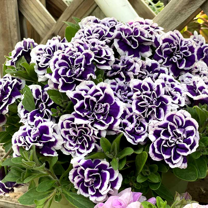 Black Pearl Double Petunia Seeds