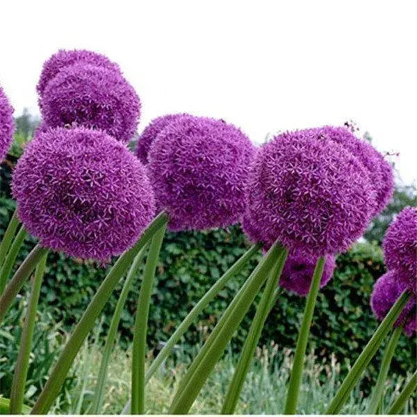 Giant Allium Giganteum Ornamental Onion Flower