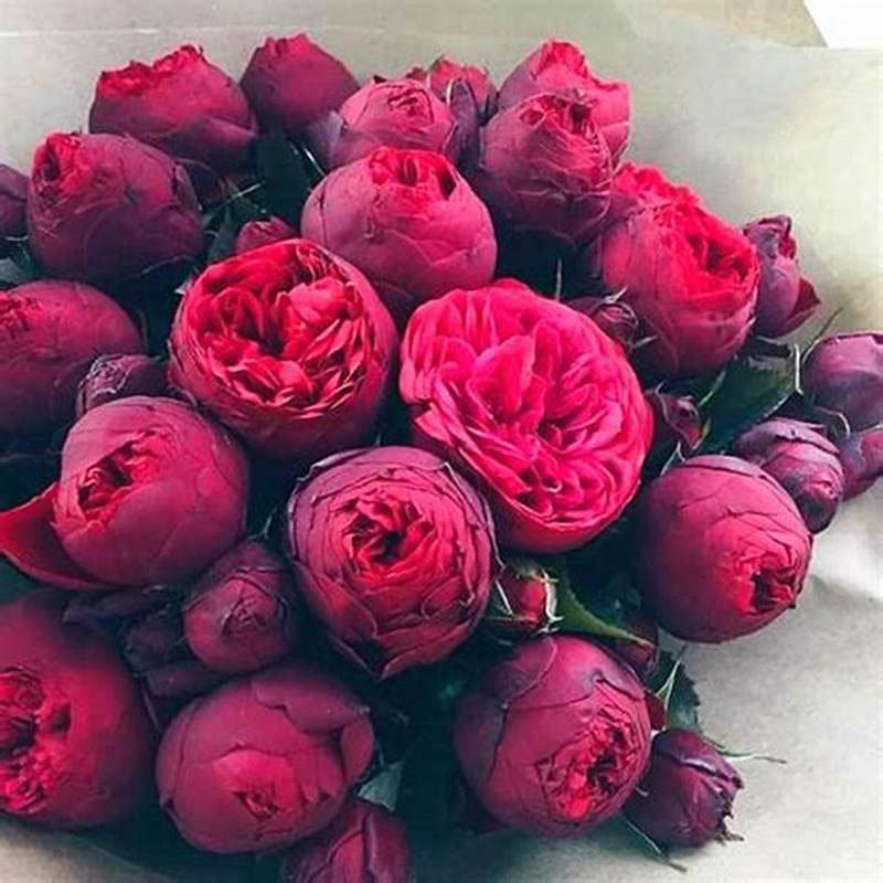 10Pcs Chinese Peony Flower Seeds Perennial Paeonia Suffruticosa Bonsai Plants Home Garden