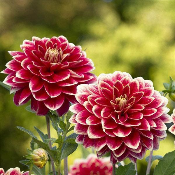 100Pcs Dahlia Bulb Flower Seeds Bonsai Flower