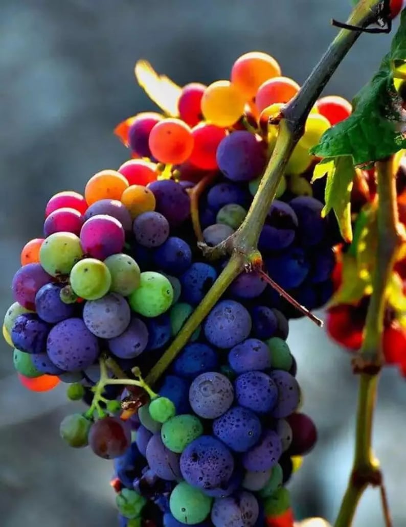 50 Seeds New Rare Rainbow Hybrid Grape Organic