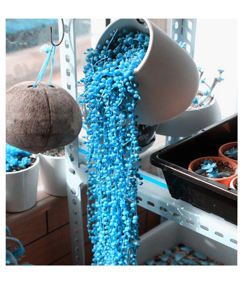 BLUE PEARL CHLOROPHYTUM SEEDS