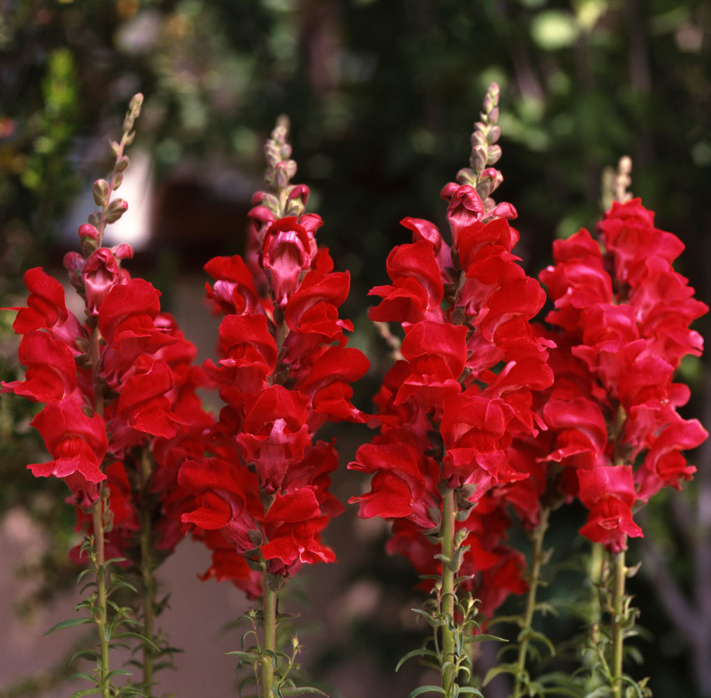 Garden Snapdragon Seeds