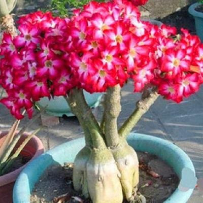 2 Pcs Rainbow Desert Rose Seeds