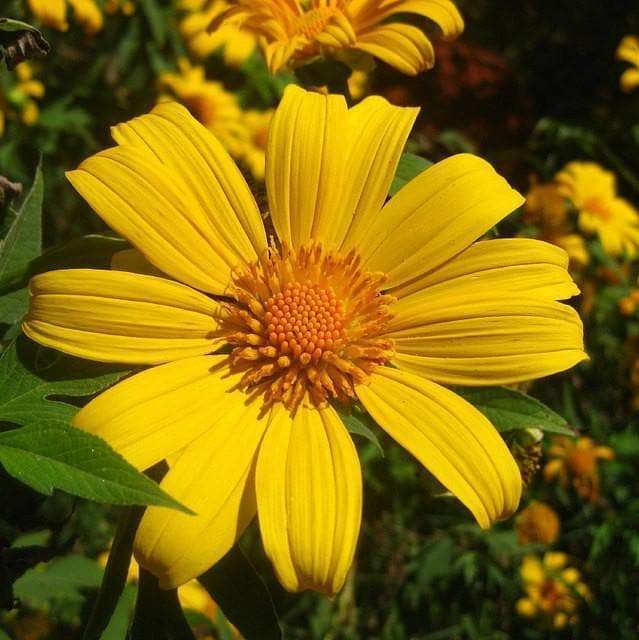 Mexican Sunflower Seeds - Yellow (Tithonia Speciosa Yellow Torch) Seeds.