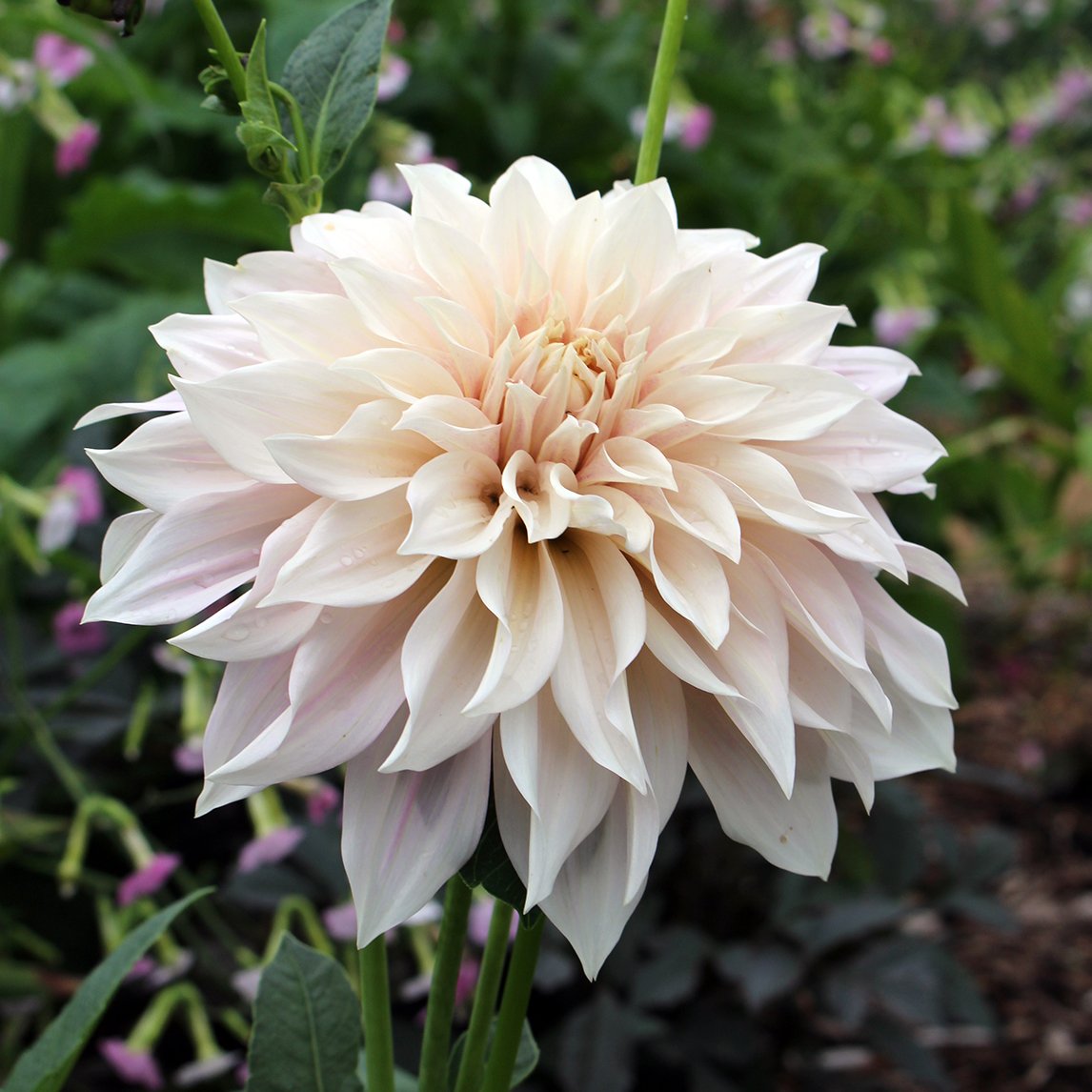 💐Colorful Dahlia Seeds-The Power of Life