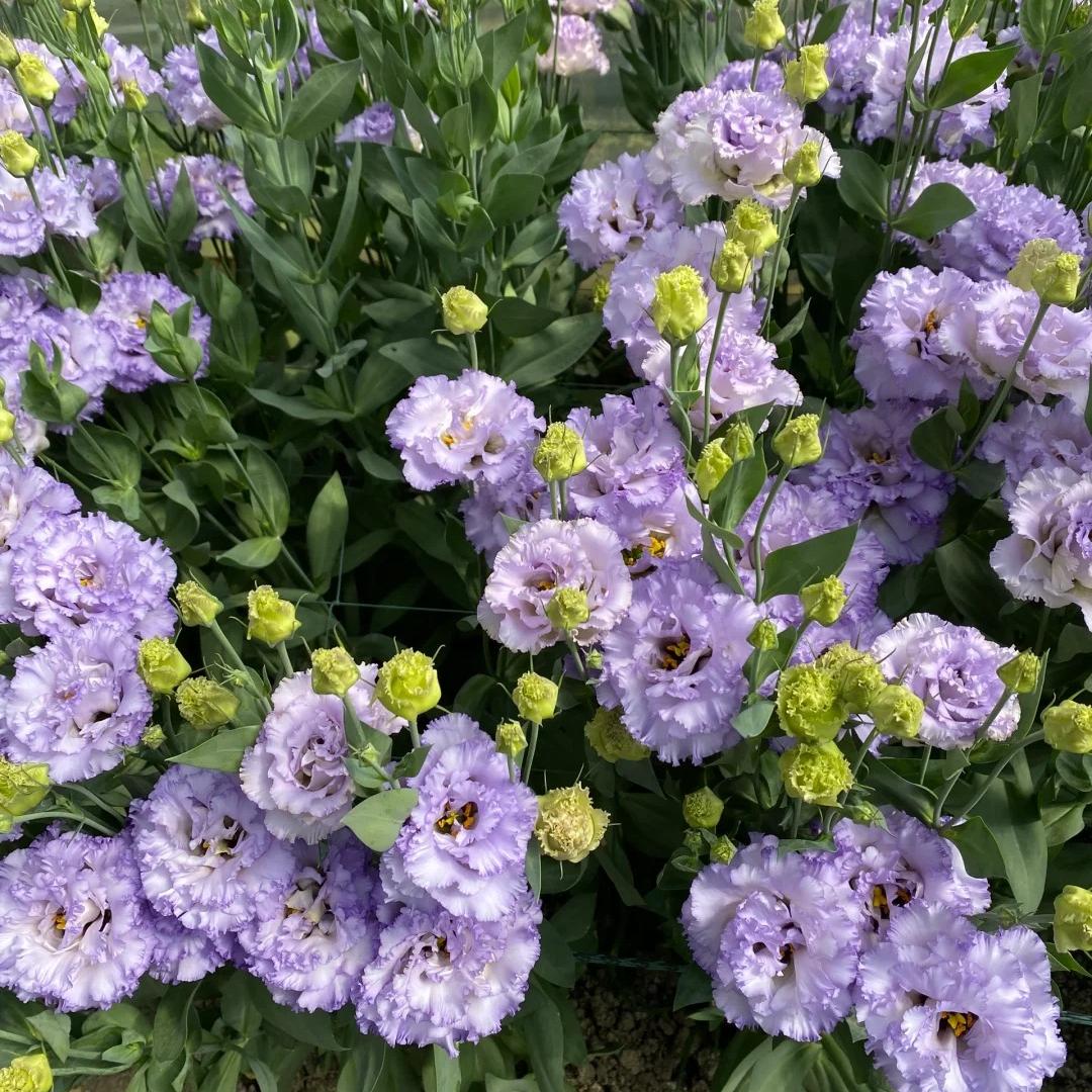 🌺Lisianthus – Sincere Love
