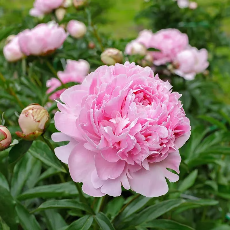 🌺 The Queen of Flowers—Double Petaled Piani