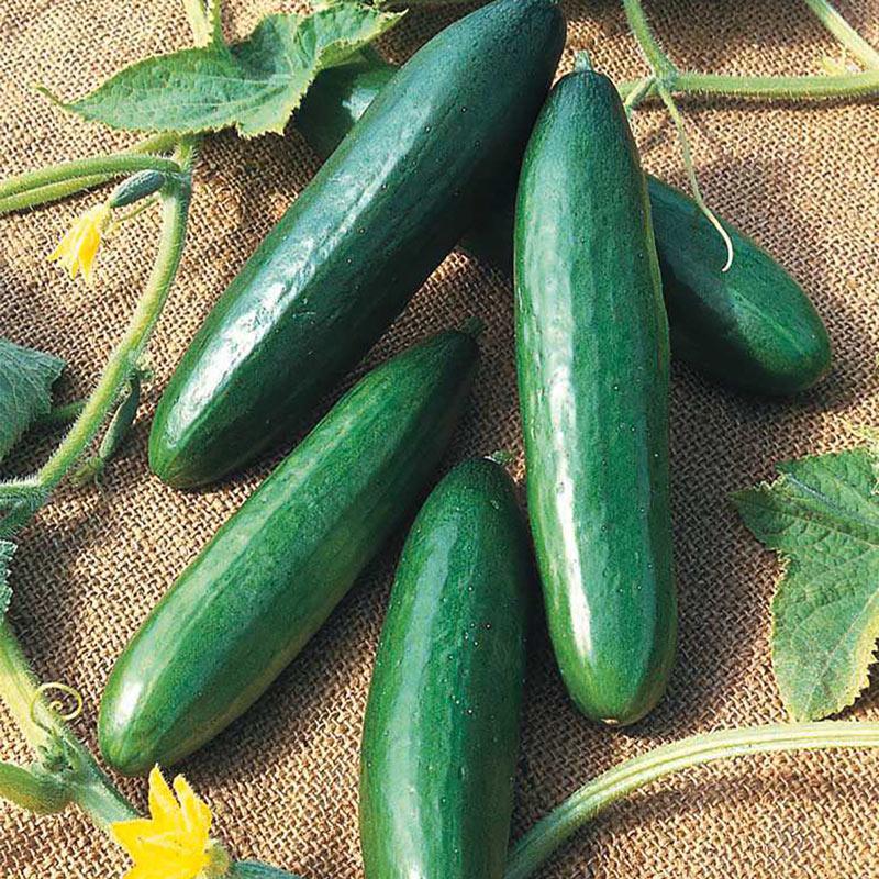 Cucumber Paraiso F1 Organic