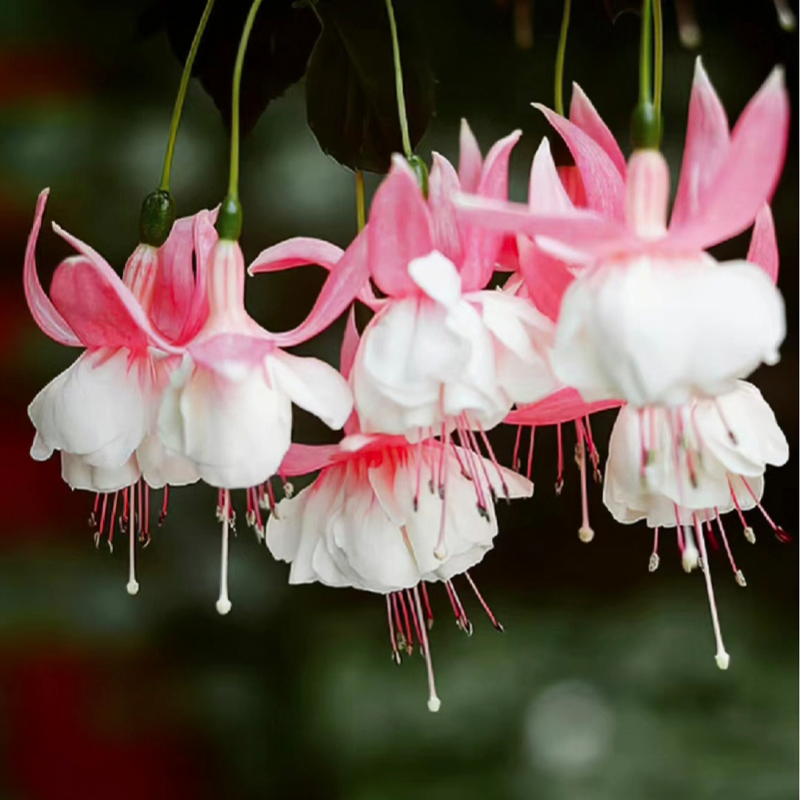 🌺Lantern Flower