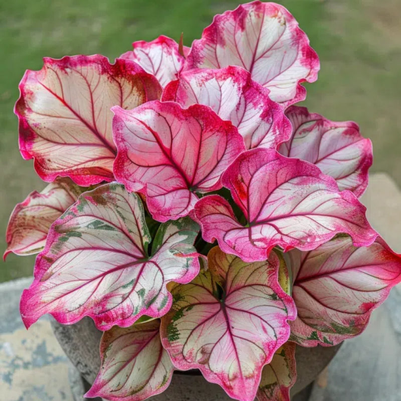 Spectra Leaf Calathea