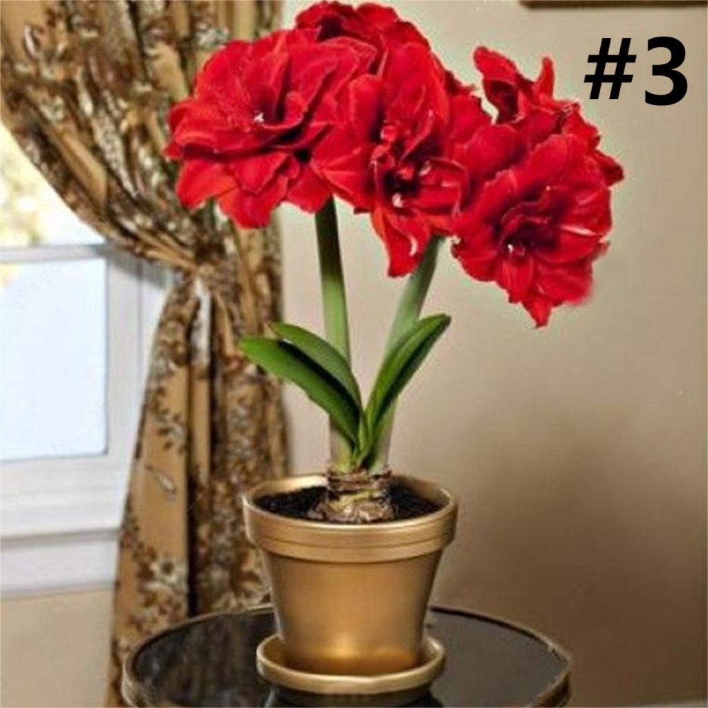 50pcs Hippeastrum Rutilum Seeds Bonsai Home Garden Balcony Plants