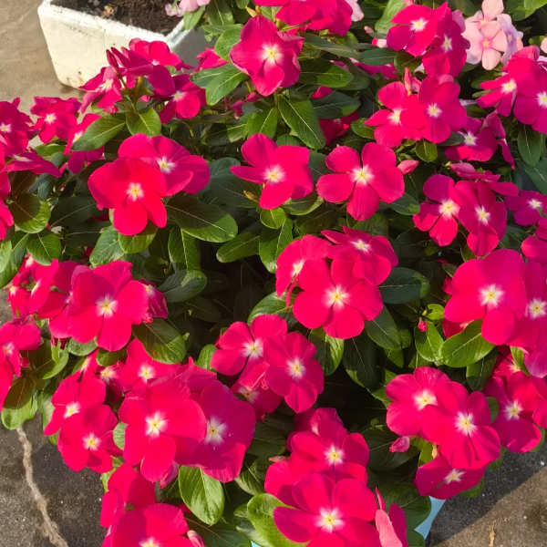 🌸Periwinkle—Blooms All Year Round