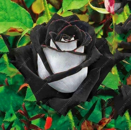 20 Pcs/bag Black Rose Flower Colorful Rose Petals Plant Seeds for Home Garden