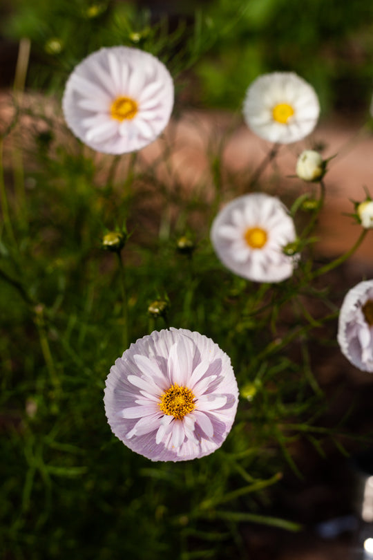 COSMOS CUPCAKE BLUSH FLOWER SEEDS