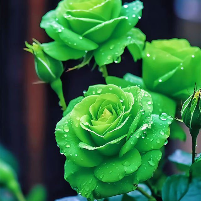 Rare Green Rose Flower Seeds