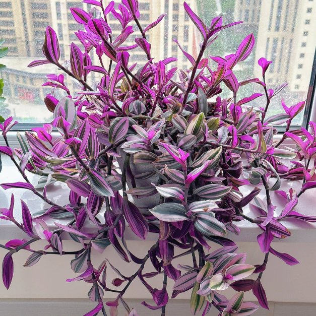 💐Oil Painting Wedding Orchid—Symbol Of Eternity