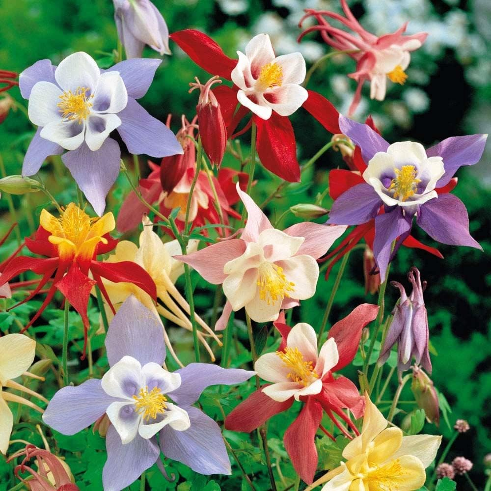 Columbine Seeds - Macana Giant Mix