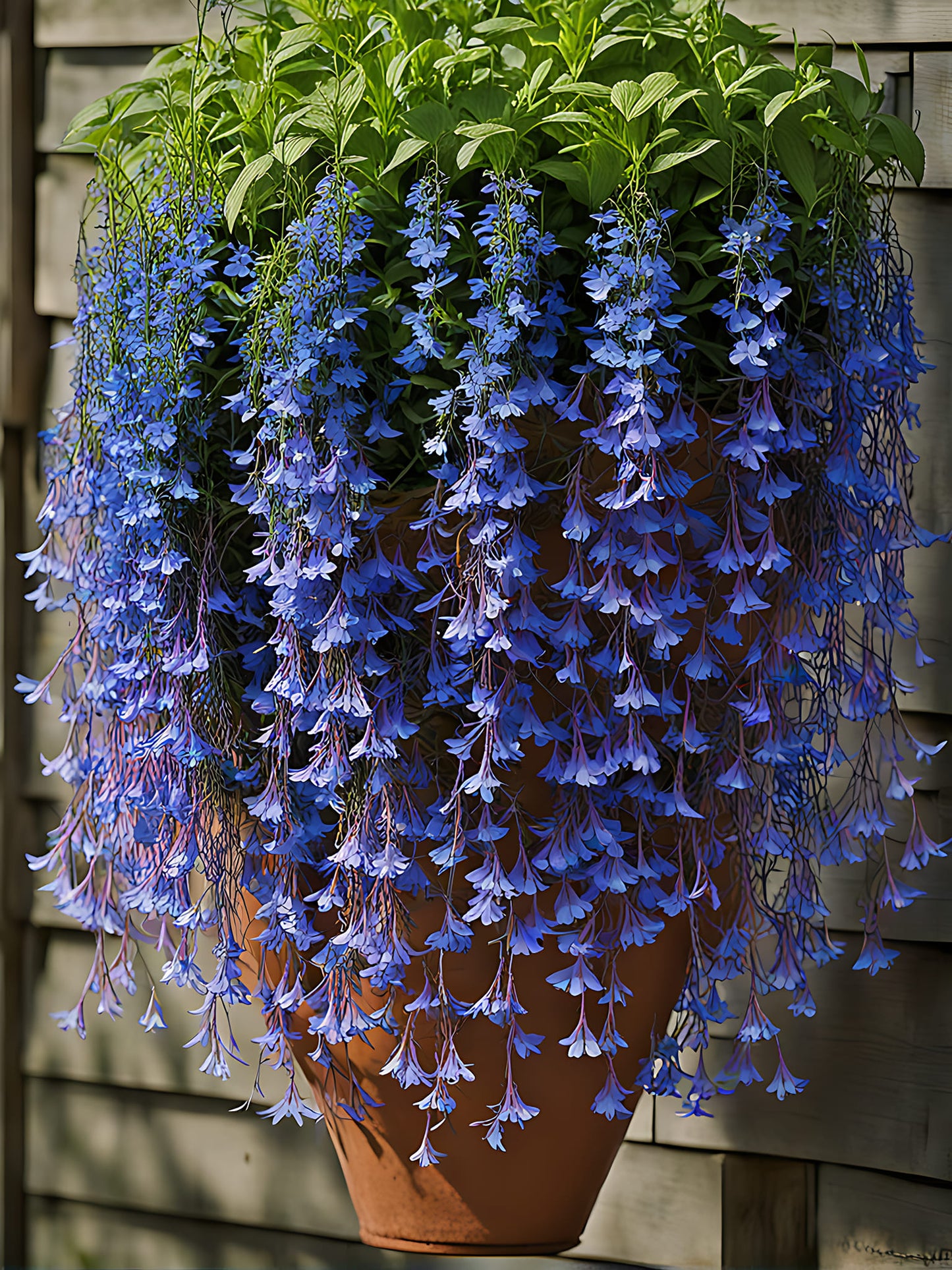 ๐ธ Hanging Lobelia