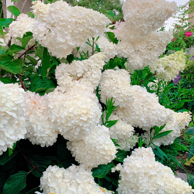 🌺Panicle Hydrangea Flowers Seeds—Mixed Color Plants—Home Garden Flower Seeds