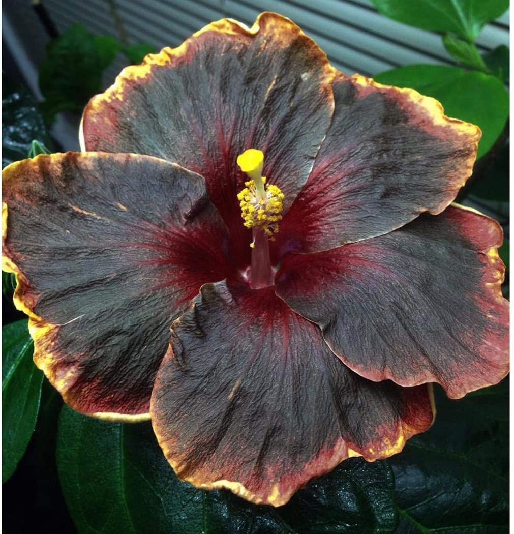 50PCS Rare Black Pink Purple Hibiscus Seeds"Black Rainbow"