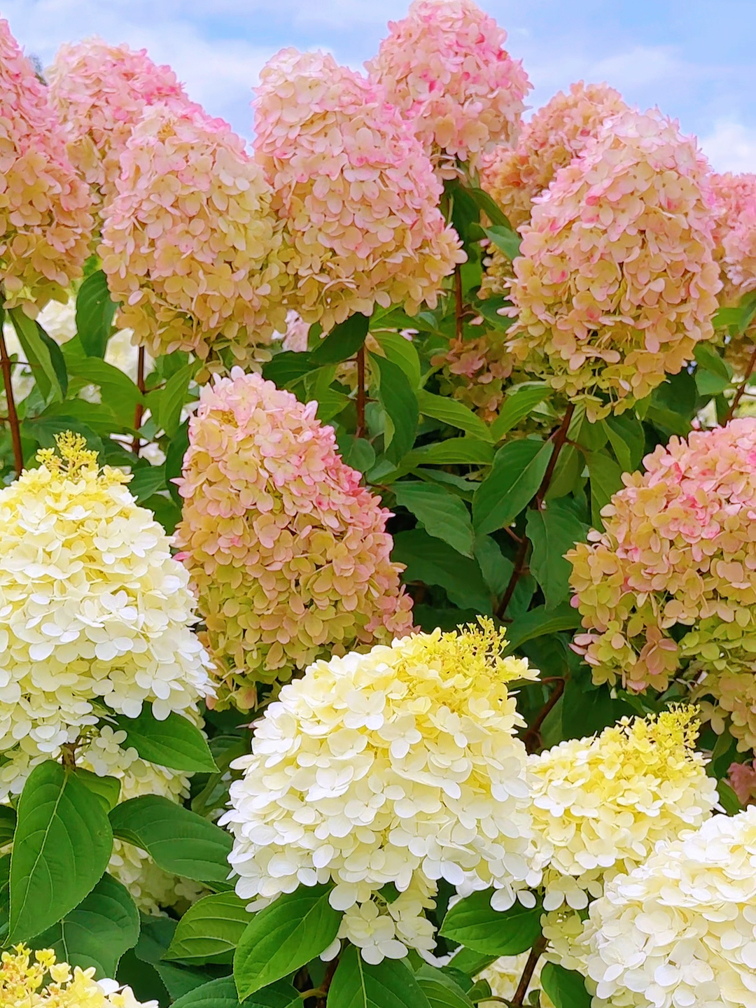 🌺Panicle Hydrangea Flowers Seeds—Mixed Color Plants—Home Garden Flower Seeds