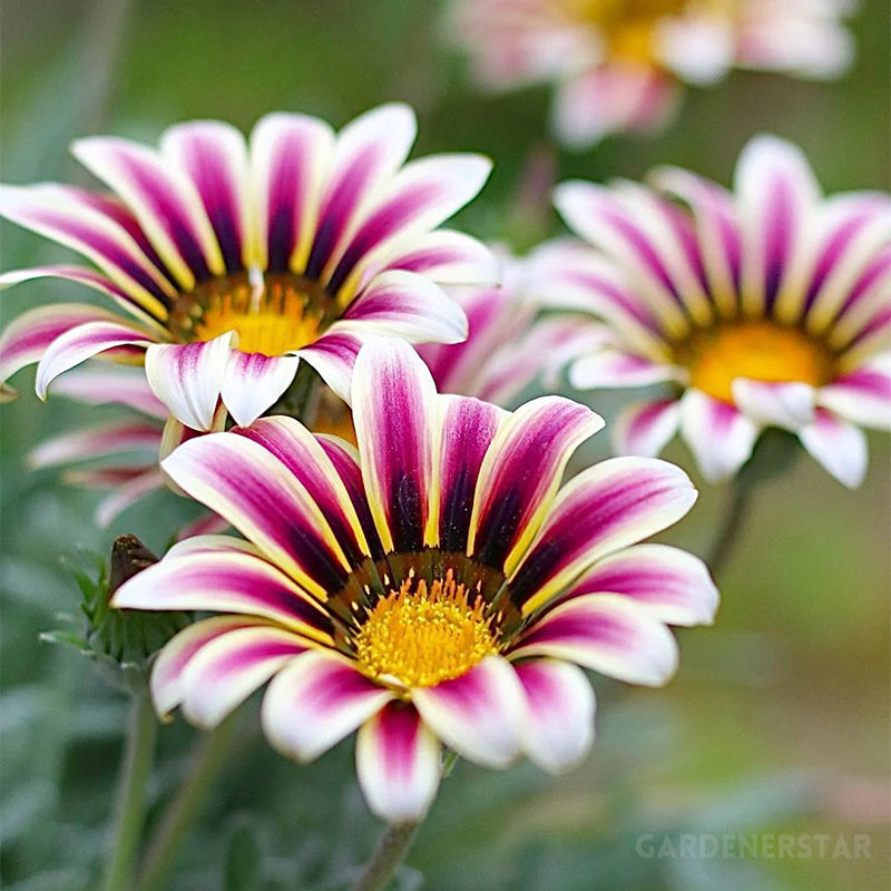 Medal Chrysanthemum Seeds - Flower of Glory