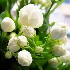 Collection image for: Jasmine