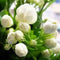 Jasmine
