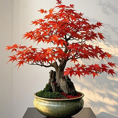 Collection image for: Maple Tree