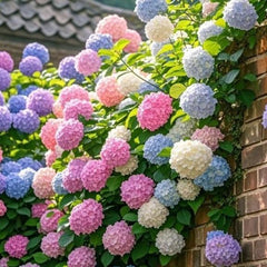 Collection image for: Hydrangea