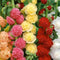 Hollyhock