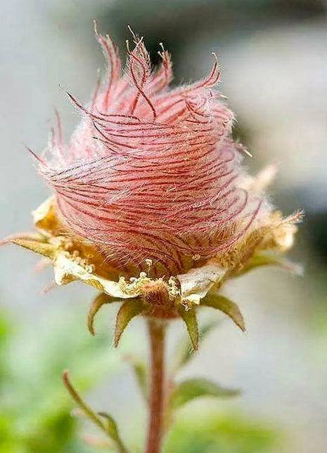 Prairie Smoke Flower Seeds