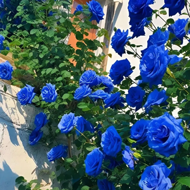 【 Repeat Blooming】🌹Climbing Rose Seeds - Luck Rises