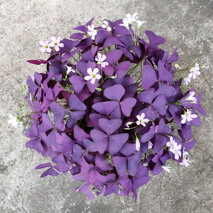 10PCS Oxalis Triangularis Purple Shamrock Good Luck Plant