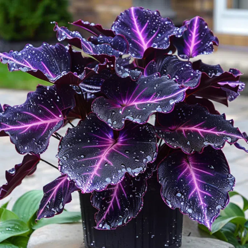 Spectra Leaf Calathea